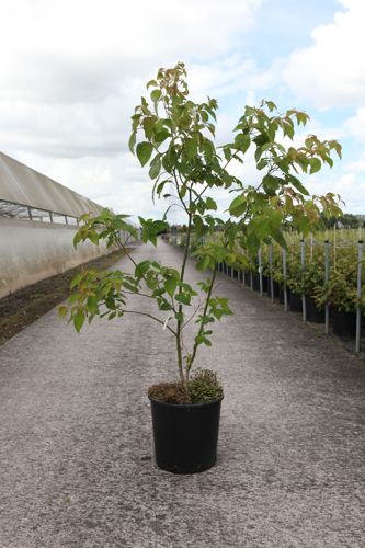 [P] Cornus controversa cont. 18L 125-150 cm +p