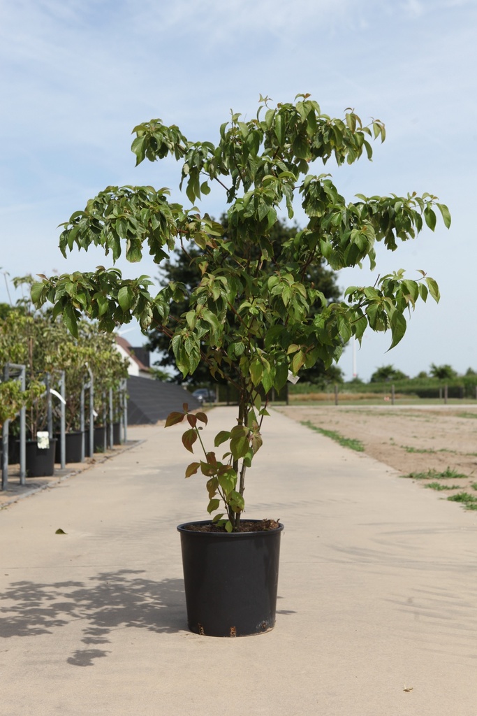 [P] Cornus controversa cont. 18L 125-150 cm +p