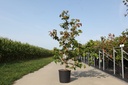 Cornus controversa cont. 18L 125-150 cm +ф