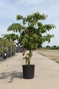 Cornus controversa cont. 18L 125-150 cm +ф