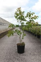 Cornus controversa cont. 18L 125-150 cm +p