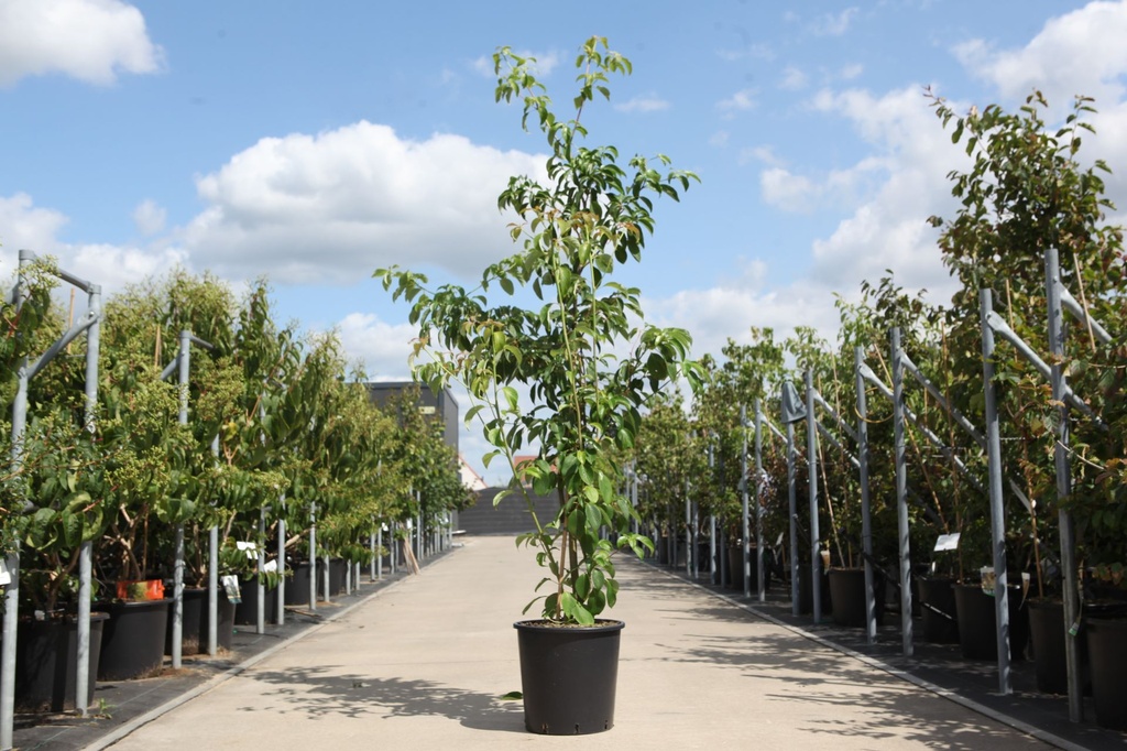 [P] Cornus controversa 'Pagoda' cont. 25L 150-175 cm