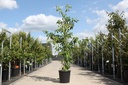 Cornus controversa 'Pagoda' cont. 25L 150-175 cm