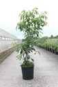 Cornus controversa 'Pagoda' cont. 25L 150-175 cm