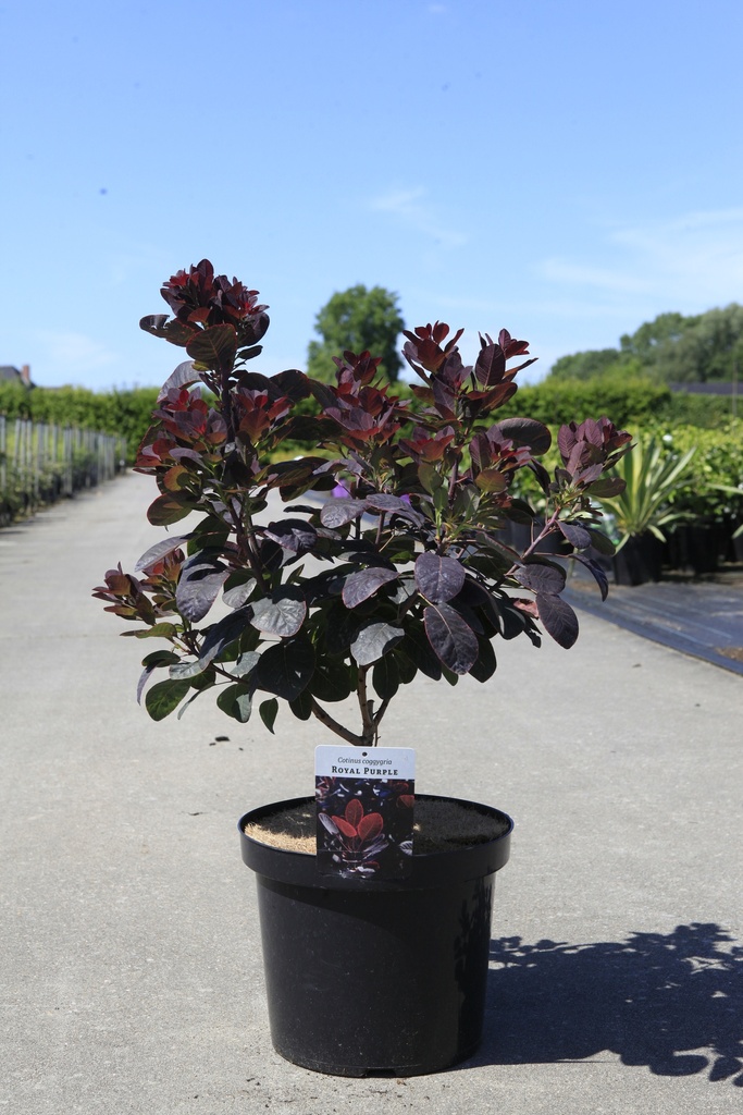 [P] Cotinus coggygria 'Royal Purple' cont. 10L 60-80 cm +B