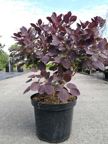 [P] Cotinus coggygria 'Royal Purple' cont. 10L 60-80 cm +p
