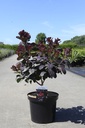 Cotinus coggygria 'Royal Purple' Kont. 10L 60-80 cm +B
