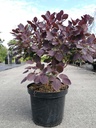 Cotinus coggygria 'Royal Purple' cont. 10L 60-80 cm +p
