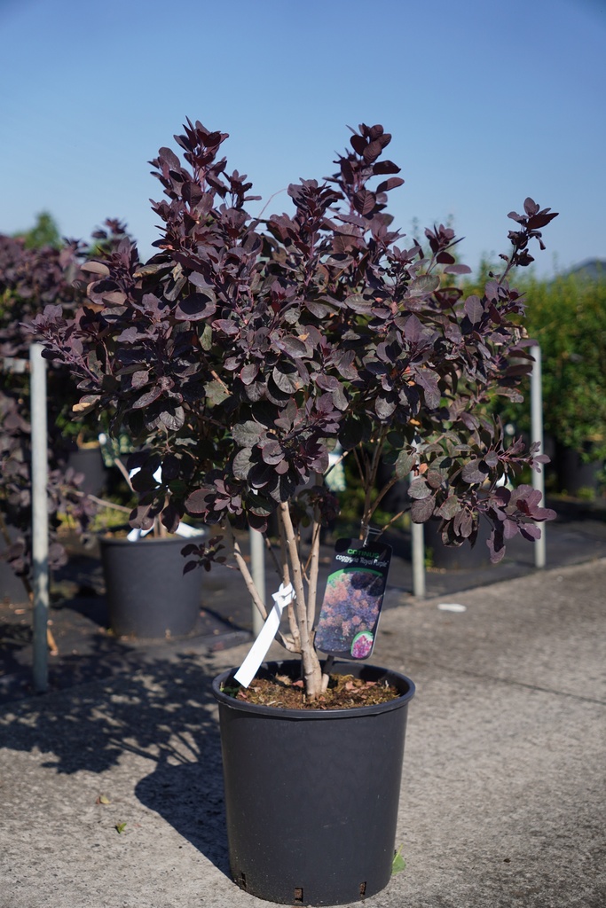 [P] Cotinus coggygria 'Royal Purple' cont. 18L 100/+ cm +ф