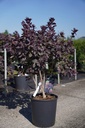Cotinus coggygria 'Royal Purple' Kont. 18L 100/+ cm +B