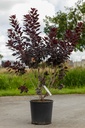 Cotinus coggygria 'Royal Purple' cont. 18L 100/+ cm +B