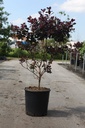 Cotinus coggygria 'Royal Purple' cont. 18L 100/+ cm +p