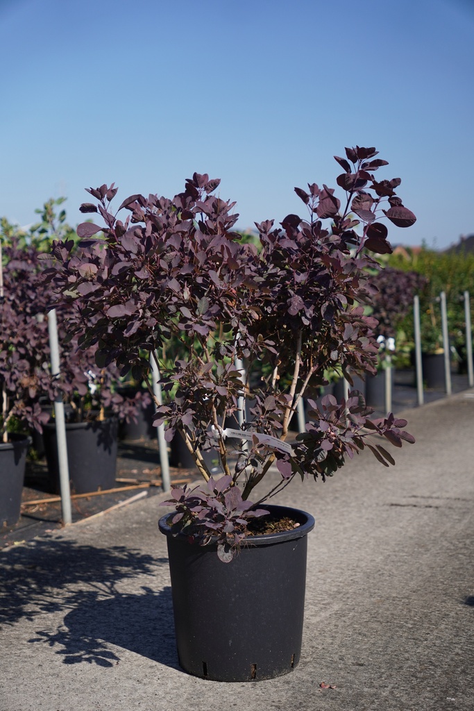 [P] Cotinus coggygria 'Royal Purple' cont. 25L 100-125 cm +ф