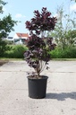 Cotinus coggygria 'Royal Purple' cont. 25L 100-125 cm +p