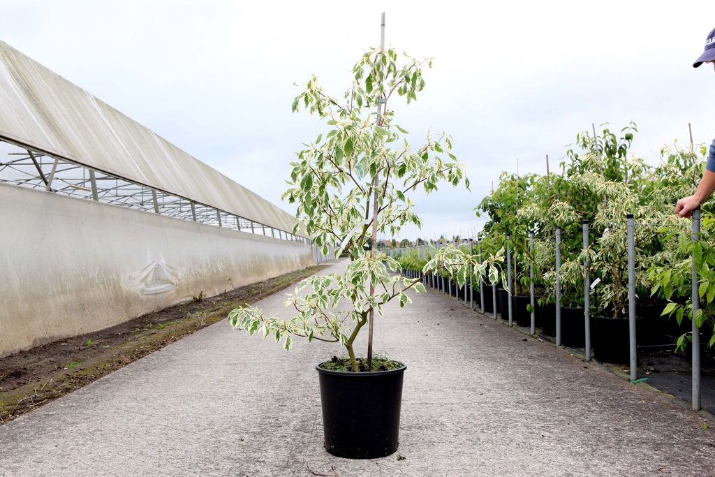 Cornus controversa 'Variegata' cont. 18L 125-150 cm +f