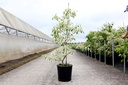 Cornus controversa 'Variegata' cont. 18L 125-150 cm +f