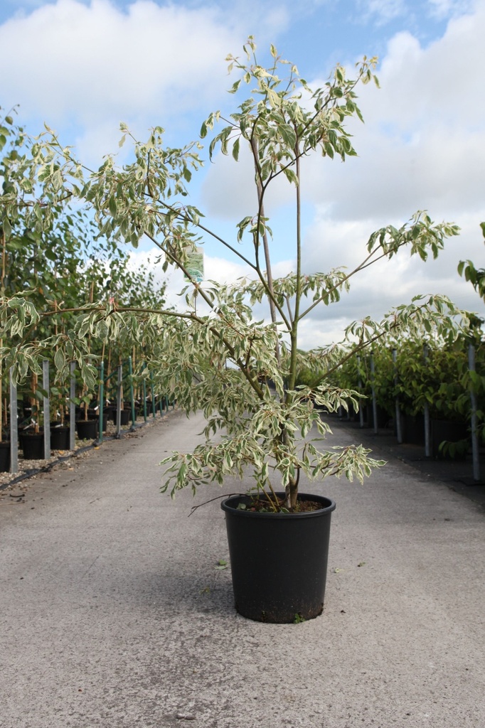 [P] Cornus controversa 'Variegata' cont. 25L 125/+ cm