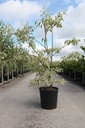 Cornus controversa 'Variegata' cont. 25L 125/+ cm
