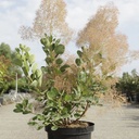 Cotinus coggygria 'Young Lady' (PBR) cont. 10L 60-80 cm +ф