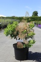 Cotinus coggygria 'Young Lady' (PBR) cont. 10L 60-80 cm +B