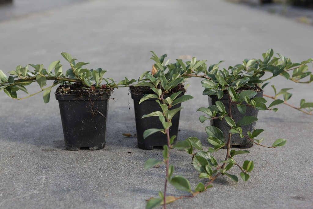 [P] Cotoneaster dammeri cont. 0,4L (P9) 20-25 cm