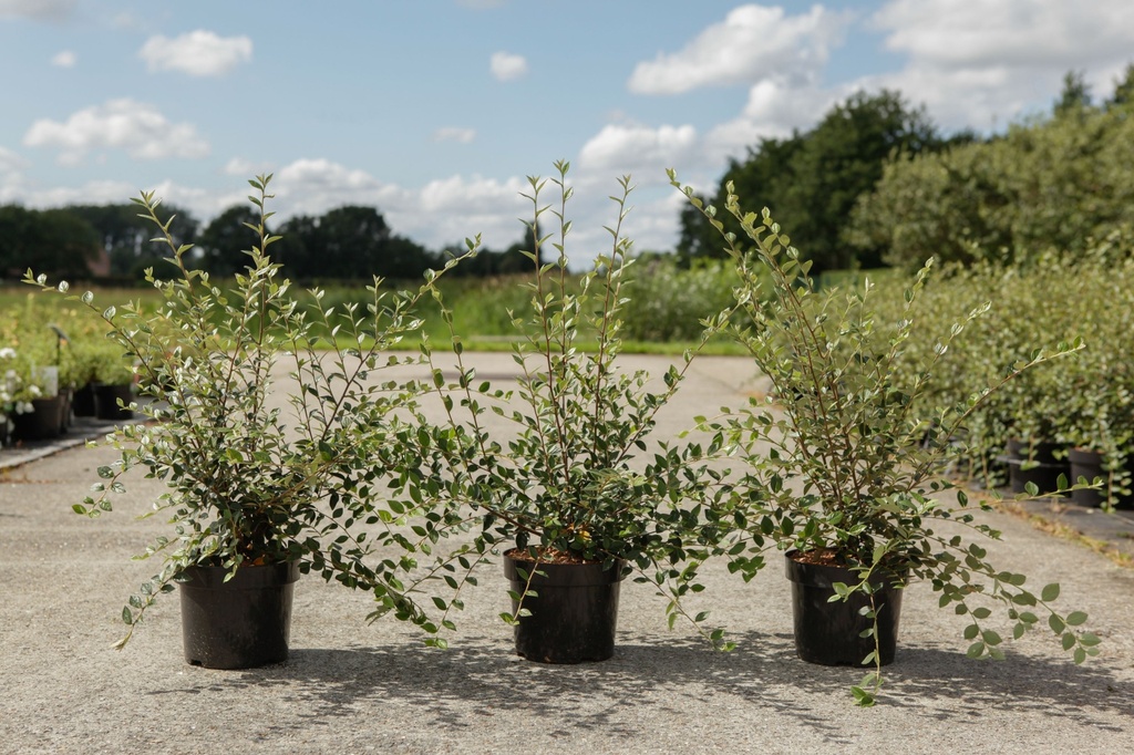 [P] Cotoneaster franchetii cont. 3,6L 60/+ cm +ф
