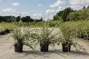 Cotoneaster franchetii cont. 3,6L 60/+ cm +ф