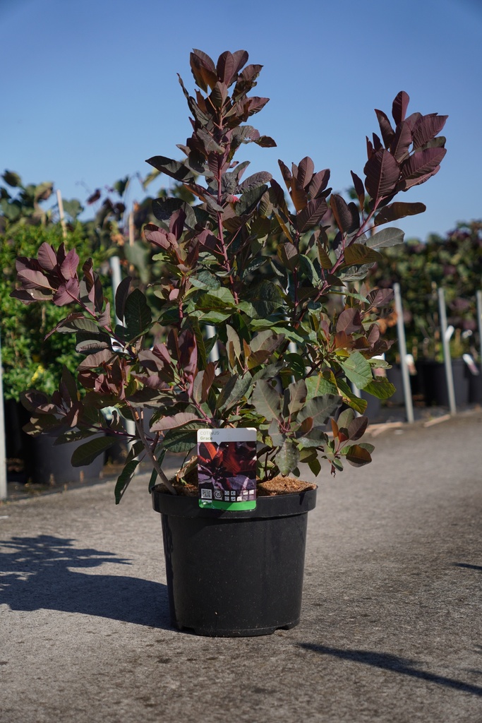 [P] Cotinus 'Grace' cont. 10L 80-100 cm +f