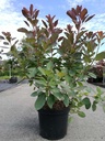 Cotinus 'Grace' cont. 10L 80-100 cm +B
