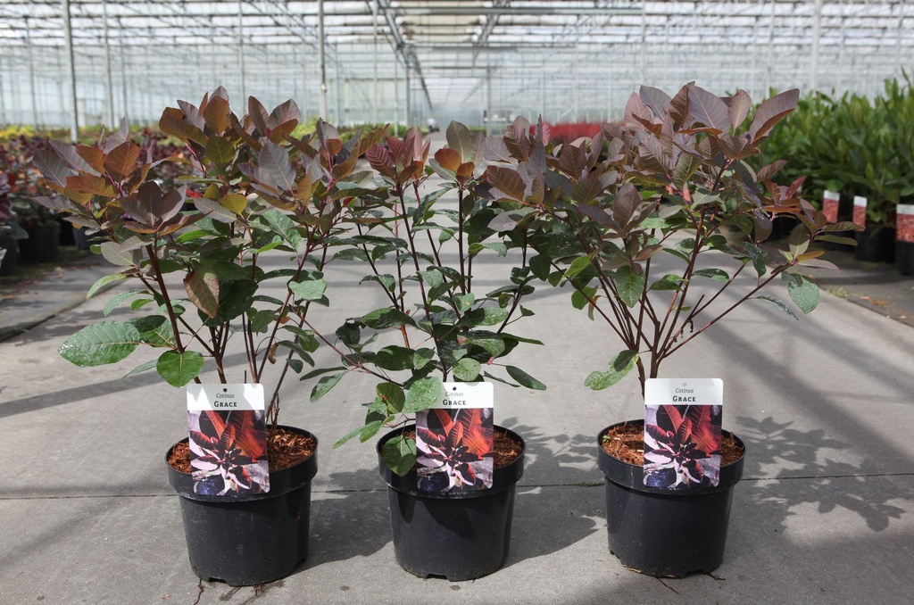 Cotinus 'Grace' cont. 3,6L 40/+ cm +p