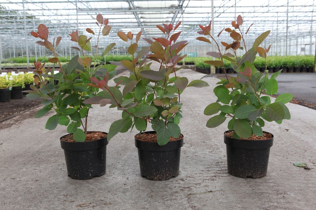 Cotinus 'Grace' cont. 3,6L 40/+ cm +p