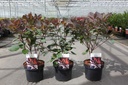 Cotinus 'Grace' cont. 3,6L 40/+ cm +ф