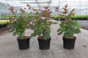 Cotinus 'Grace' cont. 3,6L 40/+ cm +p