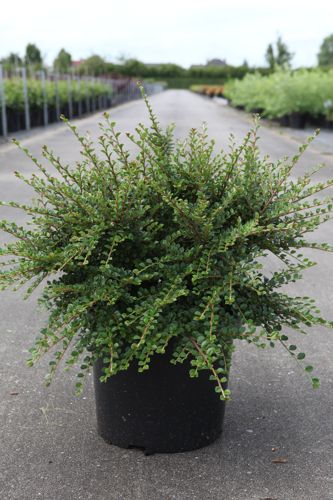 [P] Cotoneaster horizontalis cont. 10L 50-60 cm +B