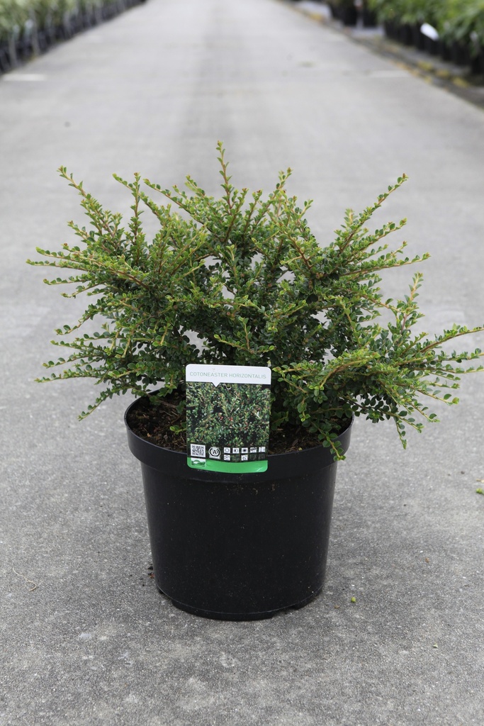 [P] Cotoneaster horizontalis cont. 10L 50-60 cm +p