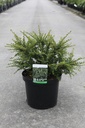 Cotoneaster horizontalis cont. 10L 50-60 cm +f