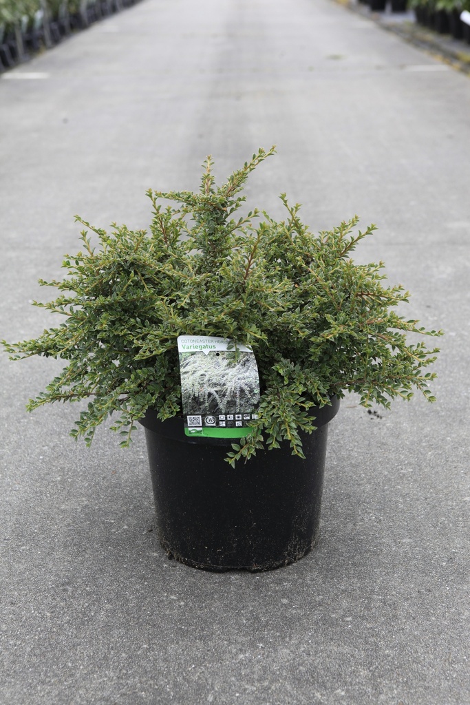 [P] Cotoneaster horizontalis 'Variegatus' cont. 10L 40-50 cm +ф
