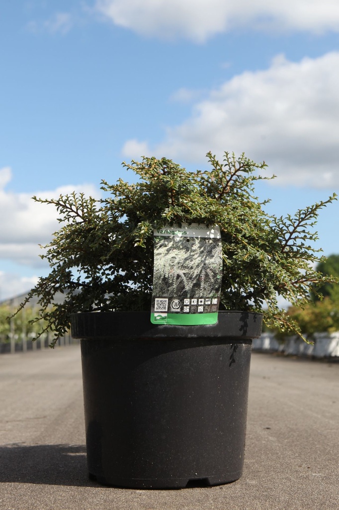 Cotoneaster horizontalis 'Variegatus' cont. 10L 40-50 cm +p