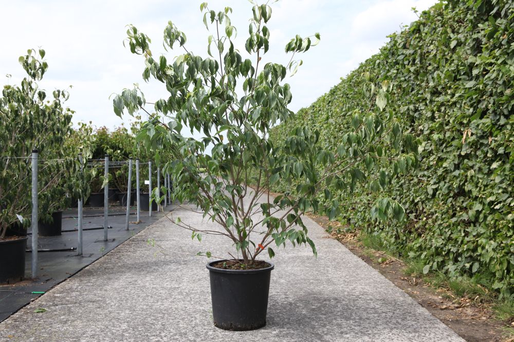Cornus kousa 'China Girl' cont. 25L 150/+ cm +f