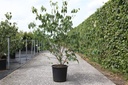 Cornus kousa 'China Girl' cont. 25L 150/+ cm +f