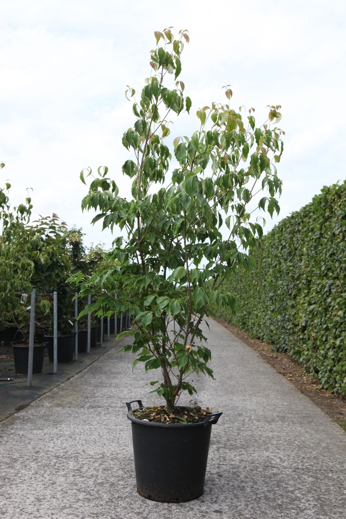 Cornus kousa 'China Girl' cont. 35L 200-250 cm +f