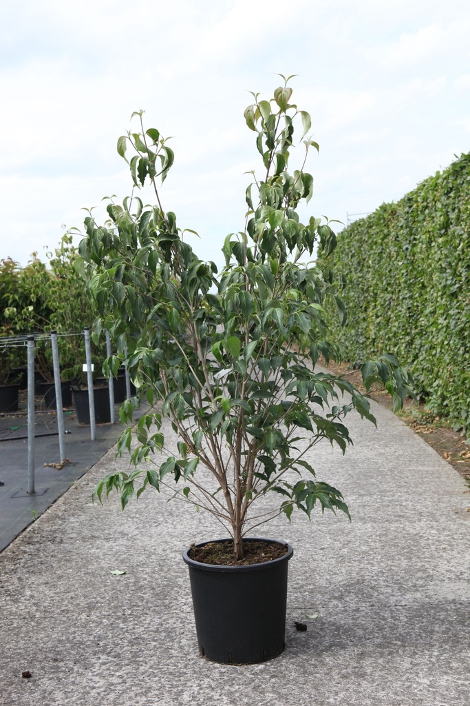 Cornus kousa 'Milky Way' cont. 25L 150/+ cm +ф