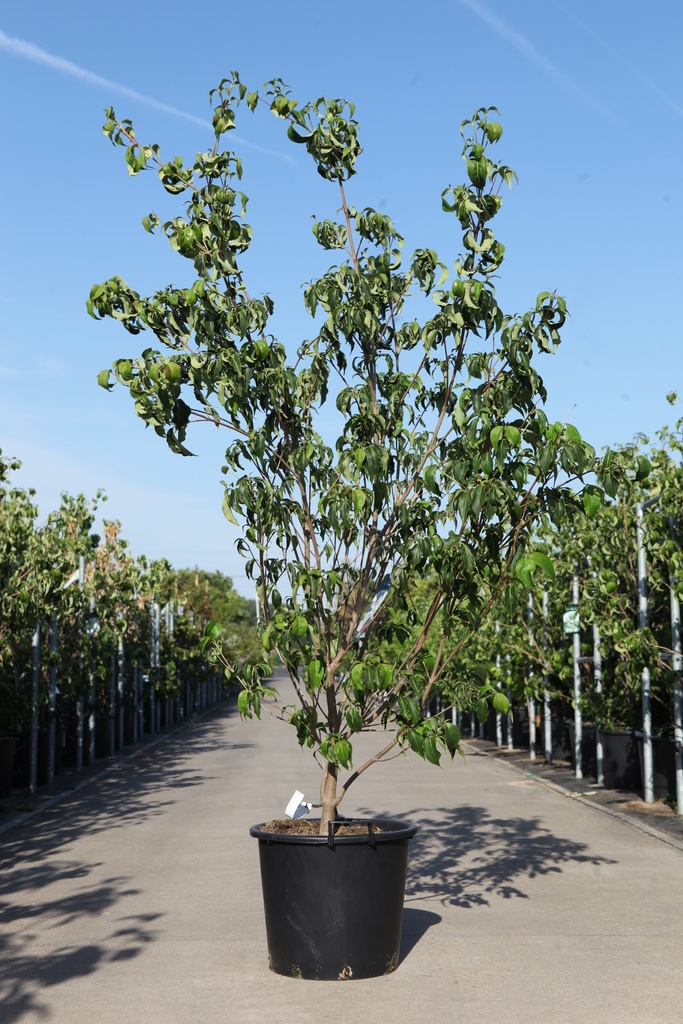 [P] Cornus kousa 'Milky Way' cont. 25L 150/+ cm +f