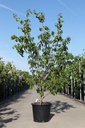 Cornus kousa 'Milky Way' cont. 25L 150/+ cm +p