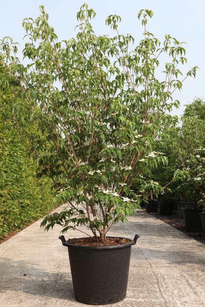[P] Cornus kousa 'Milky Way' cont. 50L 200-250 cm