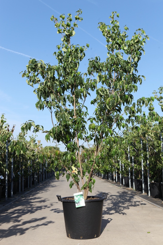 [P] Cornus kousa 'Milky Way' cont. 50L 200-250 cm