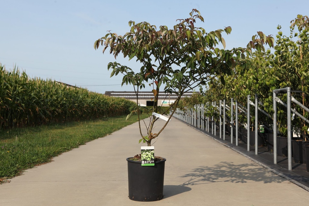 [P] Cornus kousa 'Satomi' cont. 18L 125/+ cm +B