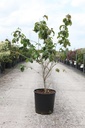 Cornus kousa 'Satomi' cont. 18L 100-125 cm