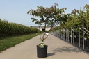 Cornus kousa 'Satomi' cont. 18L 125/+ cm +p