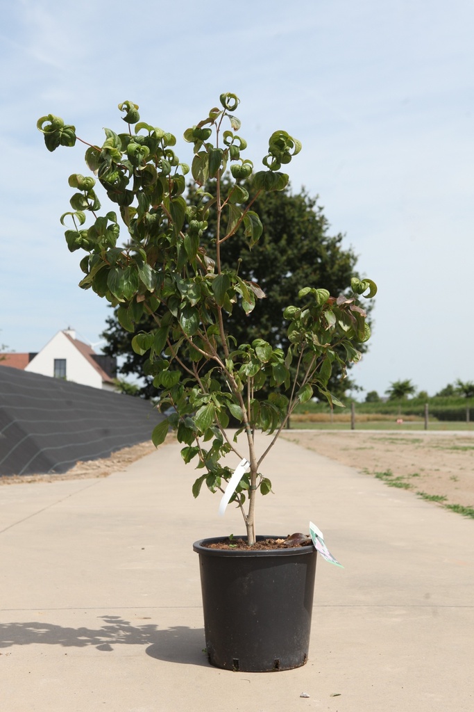 Cornus kousa 'Satomi' cont. 25L 125-150 cm +f